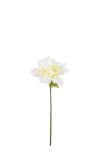 Amaryllis