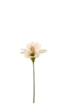 Amaryllis