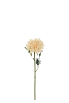 Zinnia