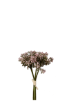 Sedumbunt