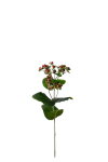 Hypericum