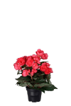 Begonia