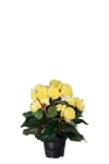 Begonia