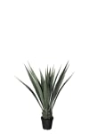 Agave