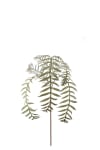 Ormbunksblad