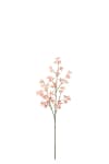 Saxifraga