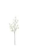 Saxifraga