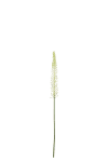 Eremurus