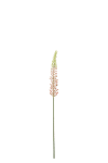Eremurus