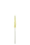 Eremurus