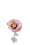Blomma Signe