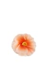 Blomma Signe vägg