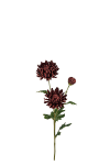Chrysanthemum