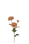 Chrysanthemum