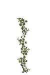 Fittonia girlang