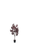 Cotinus