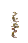 Eucalyptus