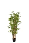 Bambu