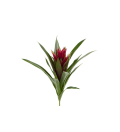 Guzmania