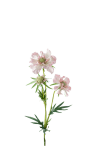 Scabiosa