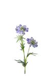 Scabiosa