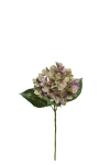 Hortensia