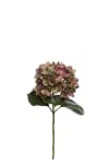 Hortensia