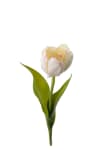 Tulipan