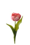Tulipan