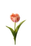 Tulipan