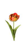 Tulipan