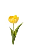 Tulipan