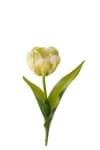 Tulipan