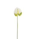 Anthurium