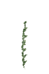 Peperomia girlang