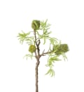 Banksia