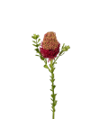Banksia