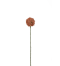 Allium
