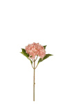 Hortensia