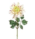 Dahlia