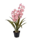 Cymbidium