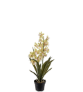 Cymbidium