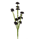 Sedum