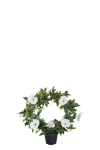 Blomma för dagen