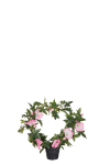 Blomma för dagen