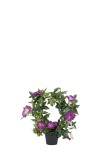 Blomma för dagen
