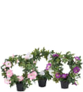 Blomma för dagen mix