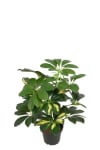 Schefflera