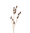 Tistel