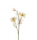 Nigella
